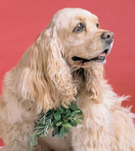 Pet Corner: Worms and Parasites Image